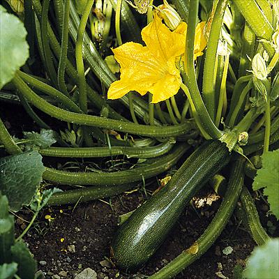 recette " Courgettes farcies parfumées au fromage de chèvre...."