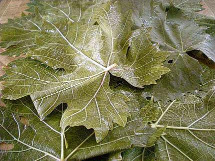 recette Dolmades - Feuilles de vigne farcies