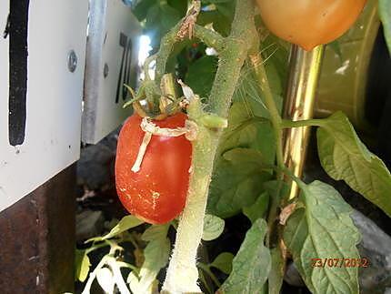 recette tartare de tomates du jardin aux deux panés