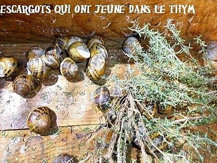 recette escargots à la catalane