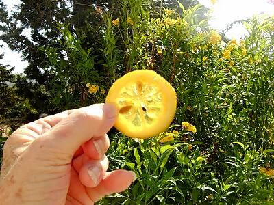 recette Tranches de citron confites au sucre