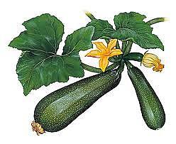 recette CONSERVE DE COURGETTES