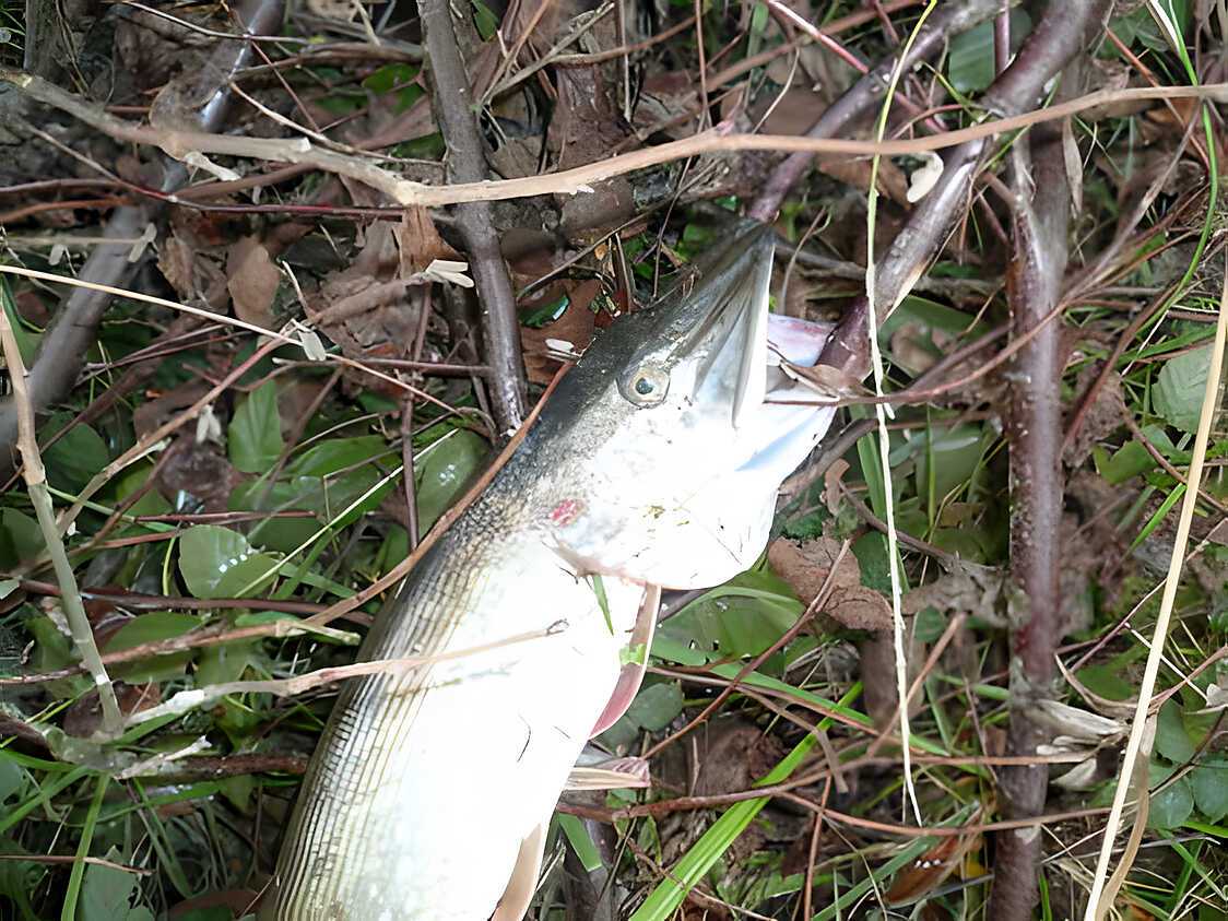 Recette de Brochet à l'italienne