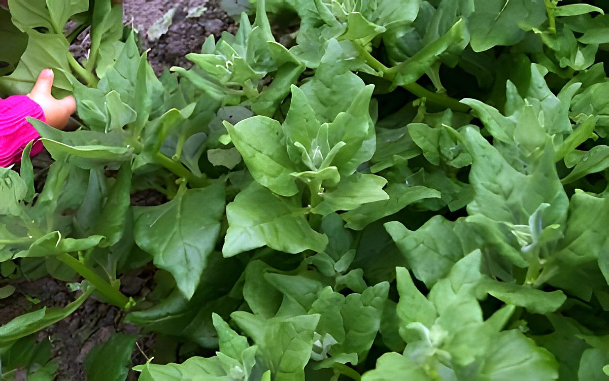 recette Ancien légume : Les tétragones cornus (épinards)