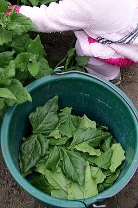 recette Ancien légume : Les tétragones cornus (épinards)