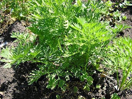 recette Carottes à l'étouffée.... à l"orientale...