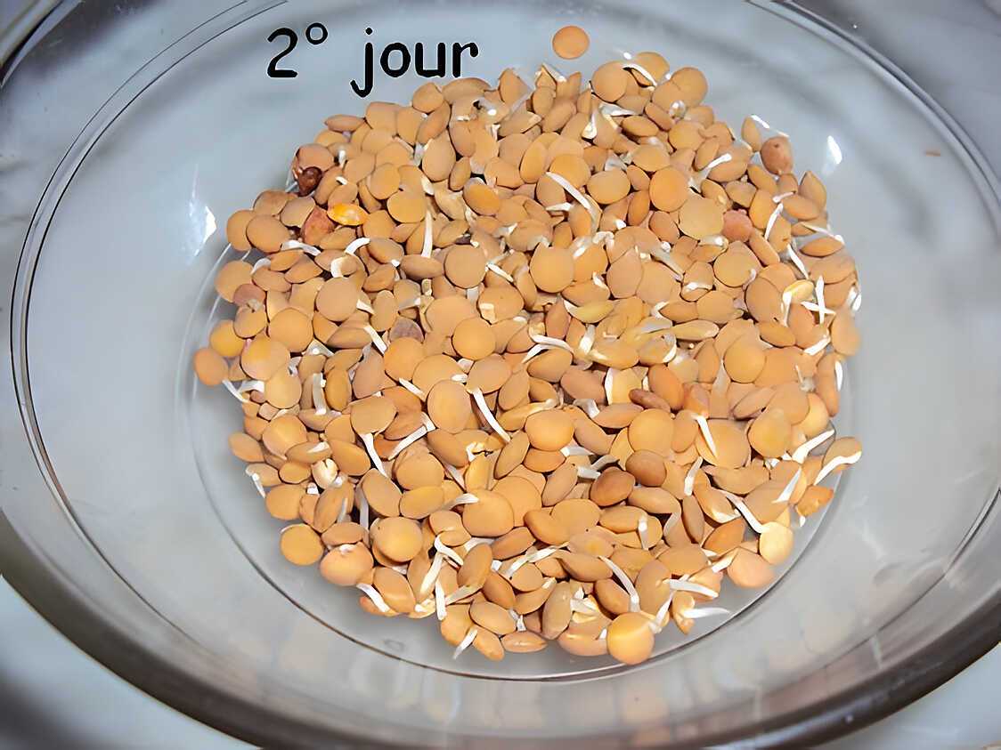 Recette de Faire germer graines pour les salades