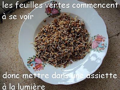 recette Germes pour salade suite