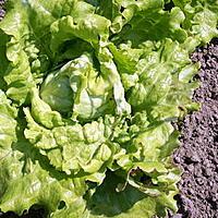 recette Les bienfaits de la salade