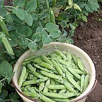 recette Les bienfaits des petits pois frais