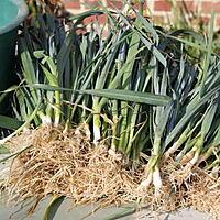 recette Les bienfaits des poireaux et comment en planter....