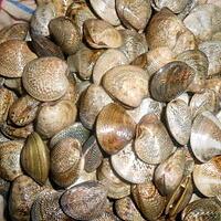 recette PECHE   DE  VONGOLE (ET  ZUPPETTA)