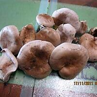 recette Congélation des pleurotes.( champignons).