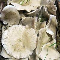 recette Congélation de champignons crus.