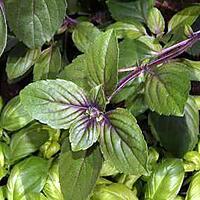 recette Le basilic (plante aromatique)