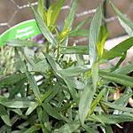 recette L'estragon (plante aromatique)