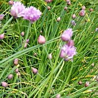 recette La ciboulette (plante aromatique)