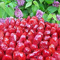 recette Tarte aux fraises amandine