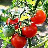 recette tarte à la tomate