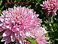 chrysanthemum s