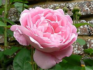 rose anglaise