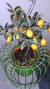 KUMQUATS.jpg