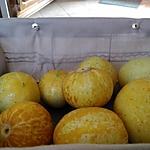 recette Concombre rond lemon farci au thon