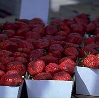 recette ENTREMET A LA FRAISE