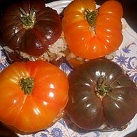 recette Tomates farcies aux moules et aux coques