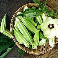 recette SALADE DE GOMBOS