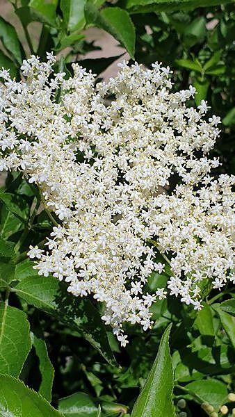 Ombrelle de fleurs de sureau