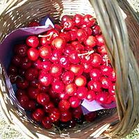 recette cueillette de cerises