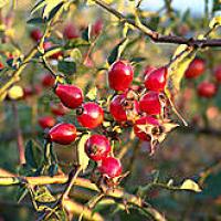 recette Confiture de cynorrhodons (Coop)