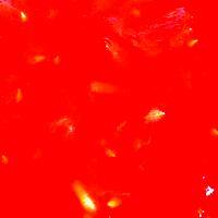 recette Sauce Tomate pour Pizza toute Simple