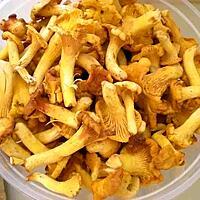 recette Chanterelles ou Girolles, deux recettes, une crue et une cuite.