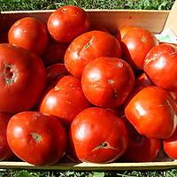 recette Le Gers ou les TOURINS ... Le tourin à la tomate fraiche (si possible)