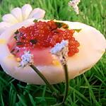 recette oeuf coquelicot